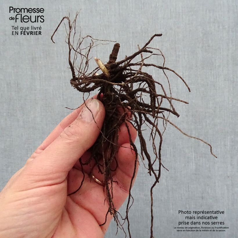 Phlox paniculata Blue Paradise - Racines nues  sample as delivered in winter