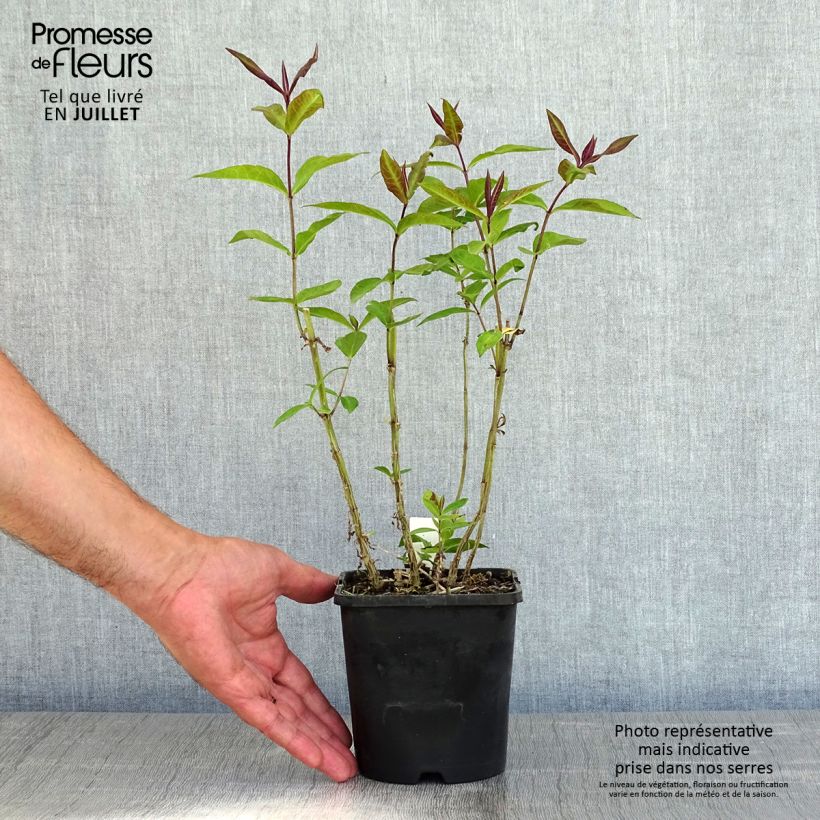 Phlox paniculata Blue Paradise - pot de 1.5L/2L sample as delivered in summer
