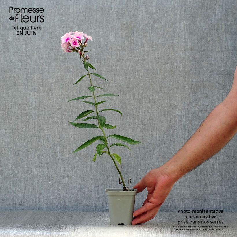 Phlox paniculata Bright Eyes 8/9 cm pot sample as delivered in summer
