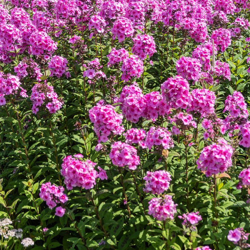 Phlox paniculata Eva Cullum (Plant habit)