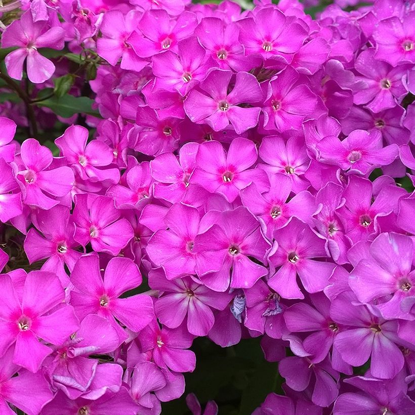 Phlox paniculata Famous Purple (Flowering)