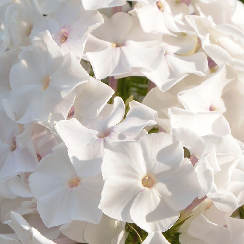 Phlox paniculata Famous White (Flowering)