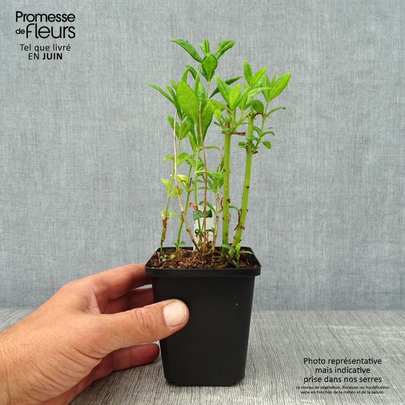 Phlox paniculata Fujiyama 8/9 cm pot sample as delivered in summer