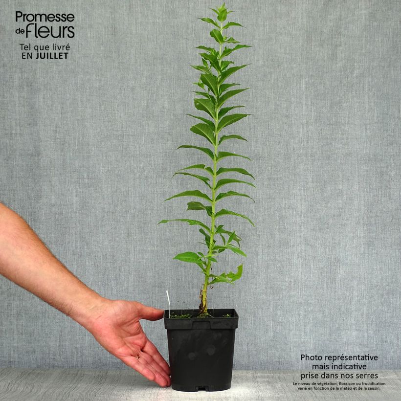 Phlox paniculata Fujiyama 2L/3L pot sample as delivered in summer
