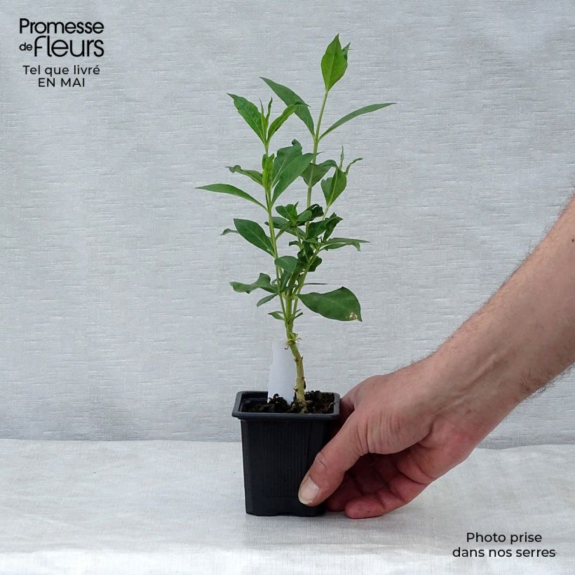 Phlox paniculata Fujiyama sample as delivered in spring