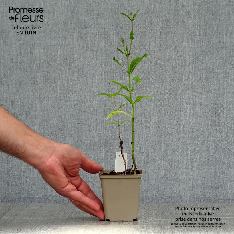 Phlox paniculata Graf Zeppelin 8/9 cm pot sample as delivered in summer