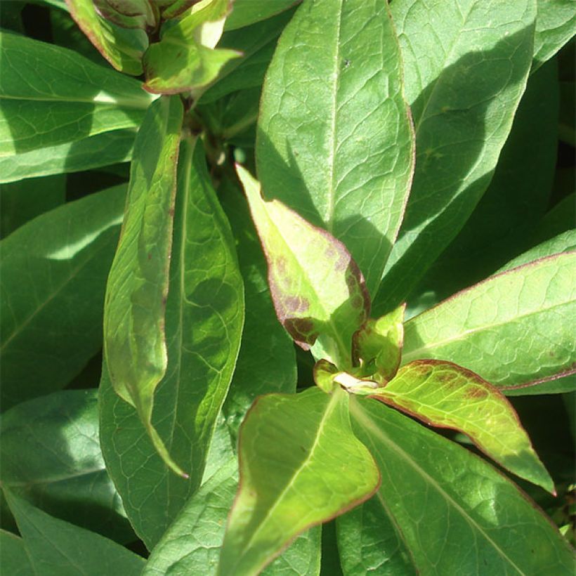 Phlox paniculata Laura (Foliage)