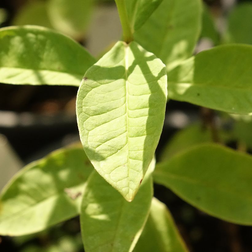 Phlox paniculata Mystic Green (Foliage)