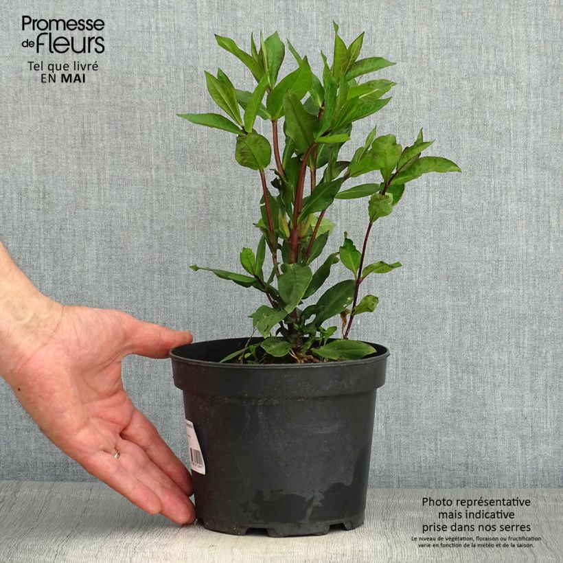 Phlox paniculata Orange Perfection en pot de 2L/3L sample as delivered in spring