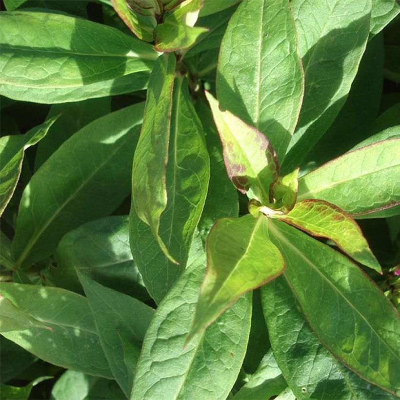 Phlox paniculata Peppermint Twist (Foliage)