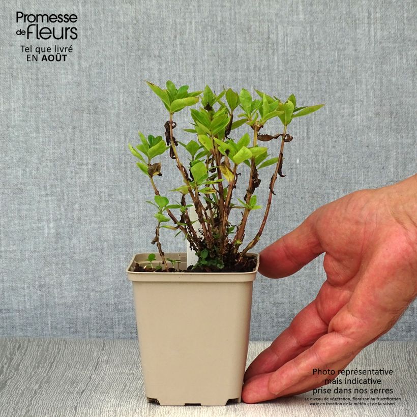 Phlox paniculata Purple Eye Flame 8/9 cm pot sample as delivered in summer