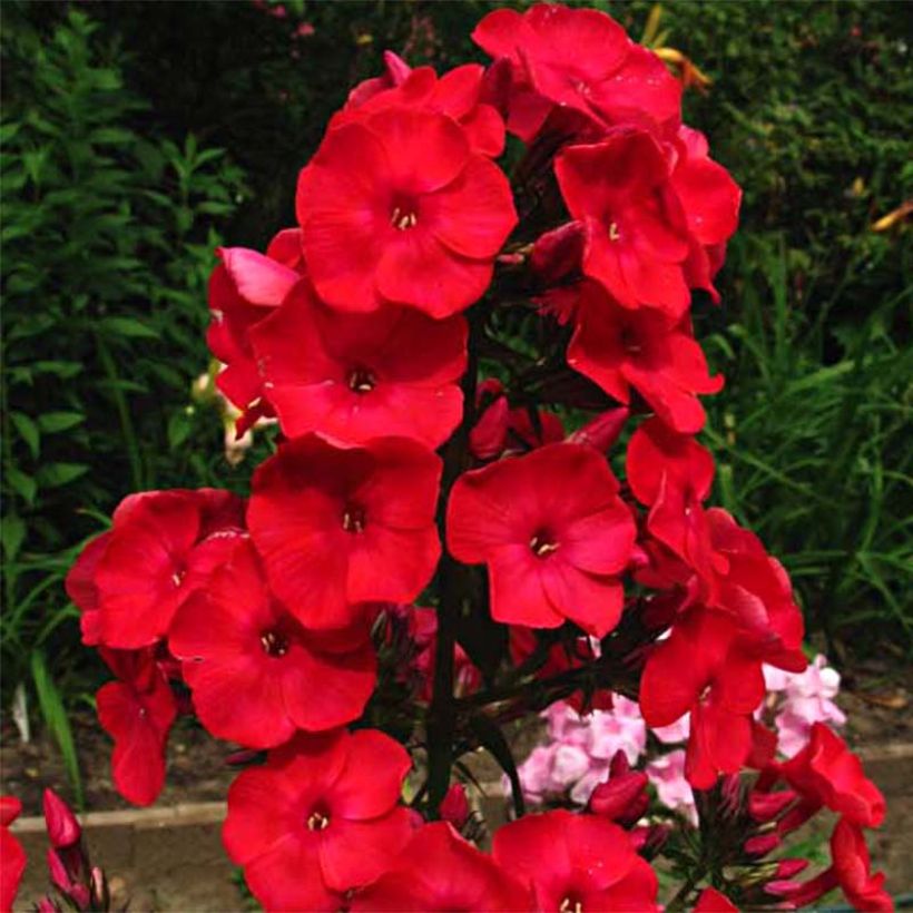 Phlox paniculata Red Flame (Flowering)