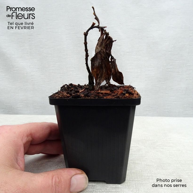 Phlox paniculata Septemberglut 8/9 cm pot sample as delivered in winter