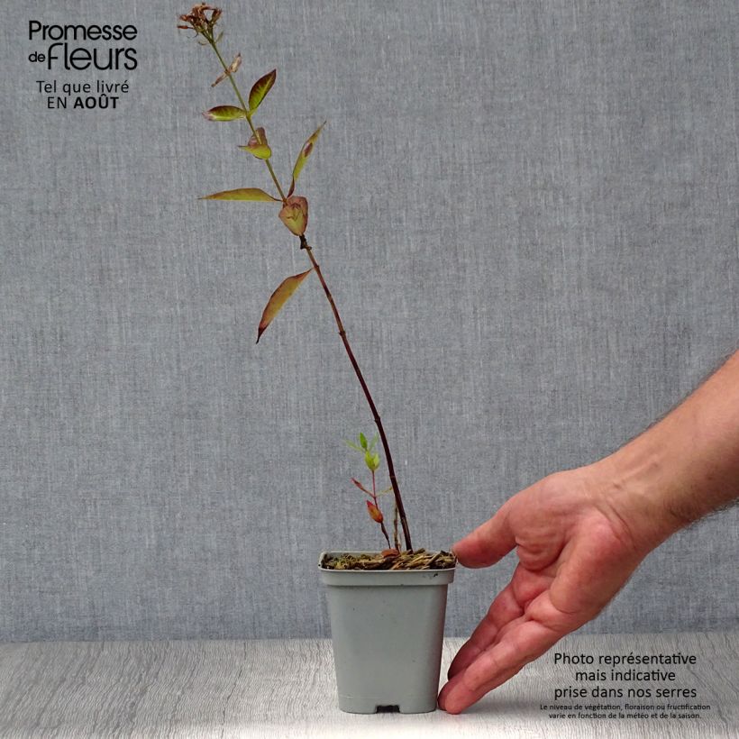 Phlox paniculata Starfire 8/9 cm pot sample as delivered in summer
