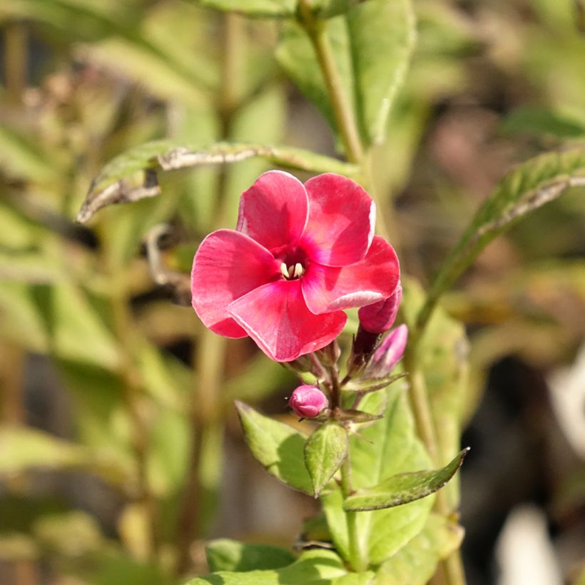 Phlox paniculata Stars and Stripes (Flowering)