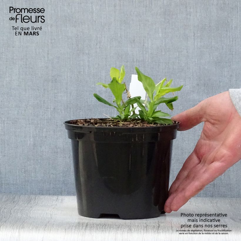 Phlox paniculata Tiara - pot de 2L/3L sample as delivered in spring