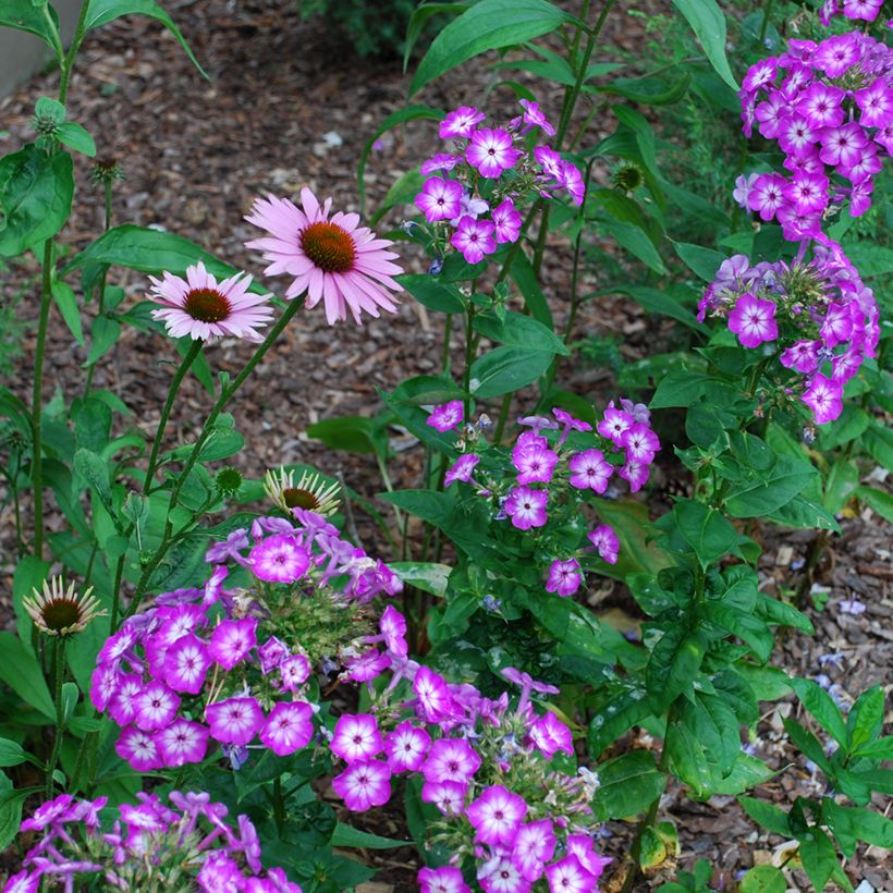 Phlox paniculata Uspech (Plant habit)