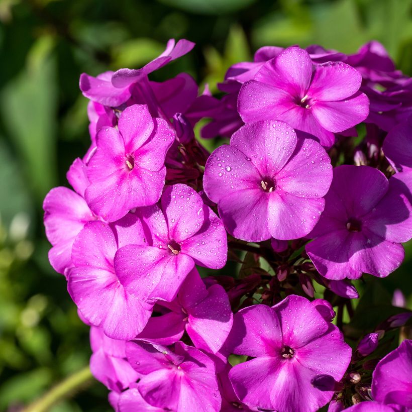 Phlox paniculata Younique Old Purple (Flowering)