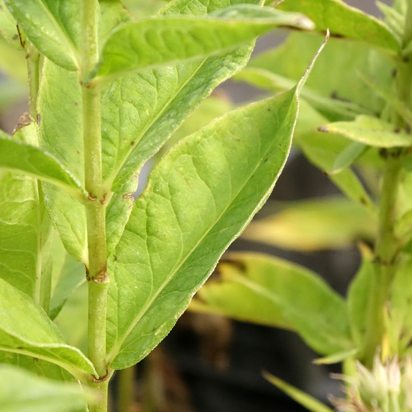 Phlox paniculata Younique Trendy (Foliage)