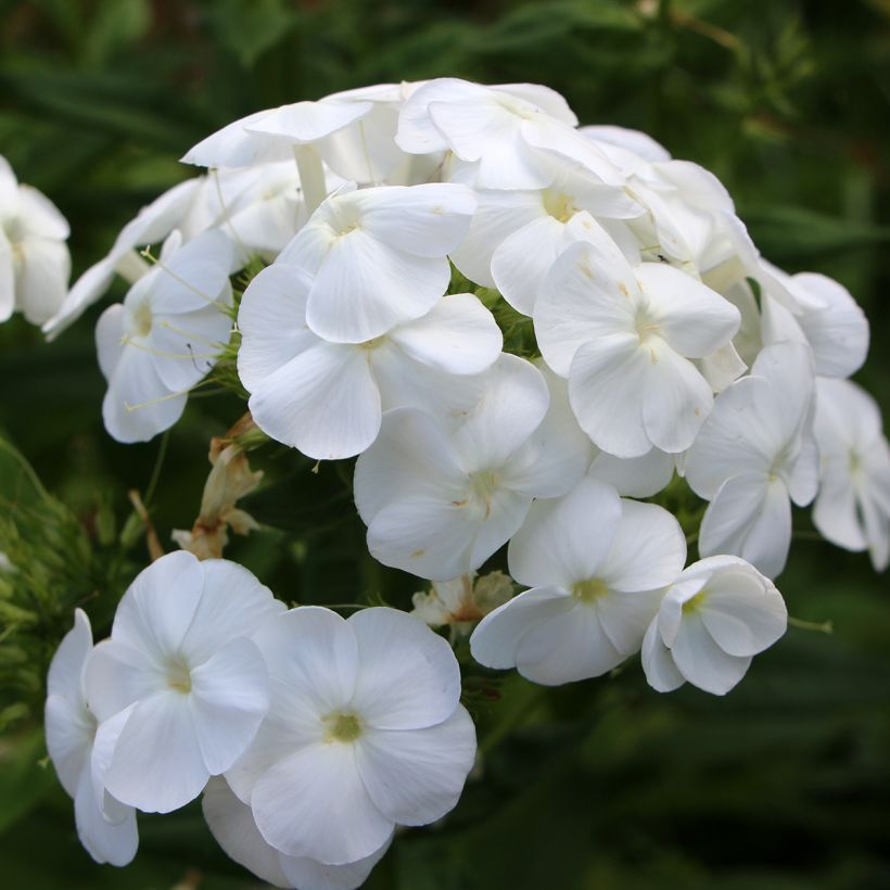 Phlox paniculata Younique White (Flowering)