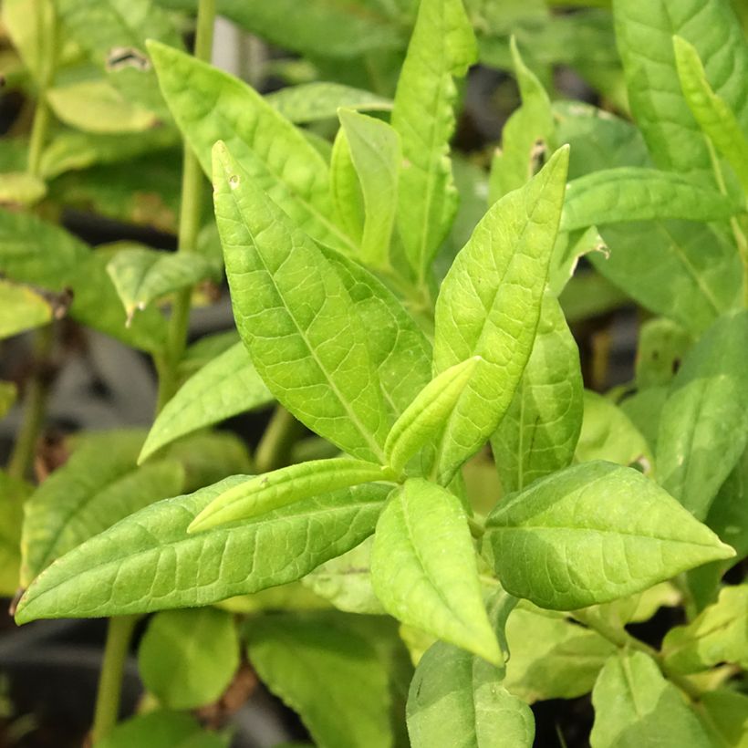 Phlox paniculata Younique White (Foliage)