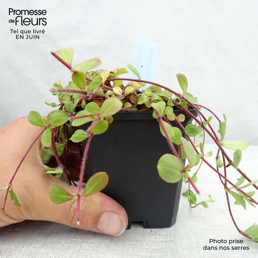 Phlox stolonifera Home Fires 8/9 cm pot sample as delivered in summer