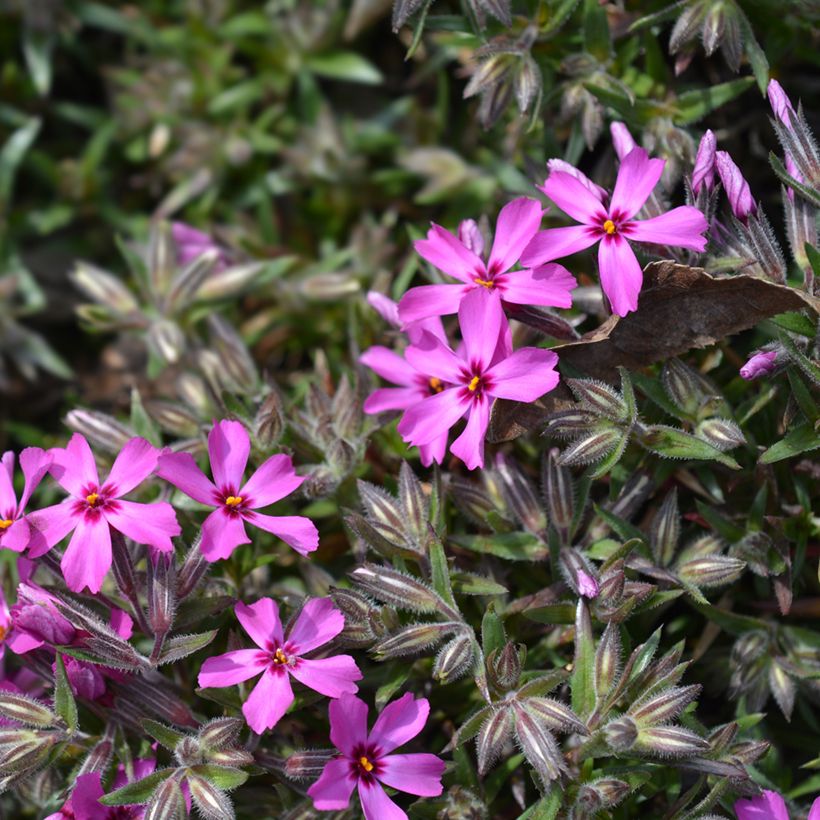 Phlox subulata Atropurpurea (Flowering)