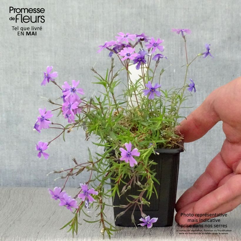 Phlox subulata Purple Beauty sample as delivered in spring