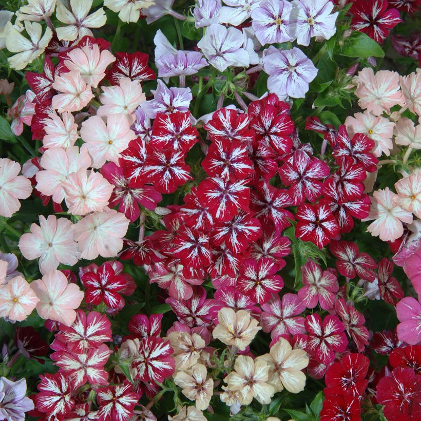Phlox drummondii Starry Eyes (Flowering)