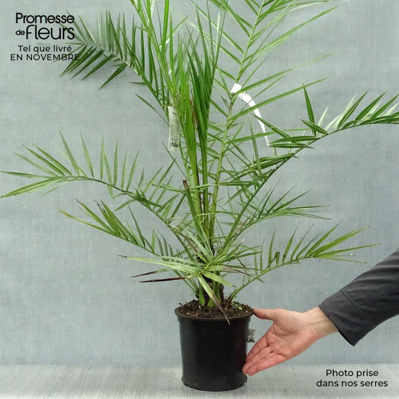 Phoenix canariensis - Palmier dattier des Canaries pot de 3L sample as delivered in autumn