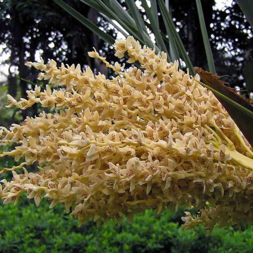Phoenix dactylifera - Date Palm (Flowering)