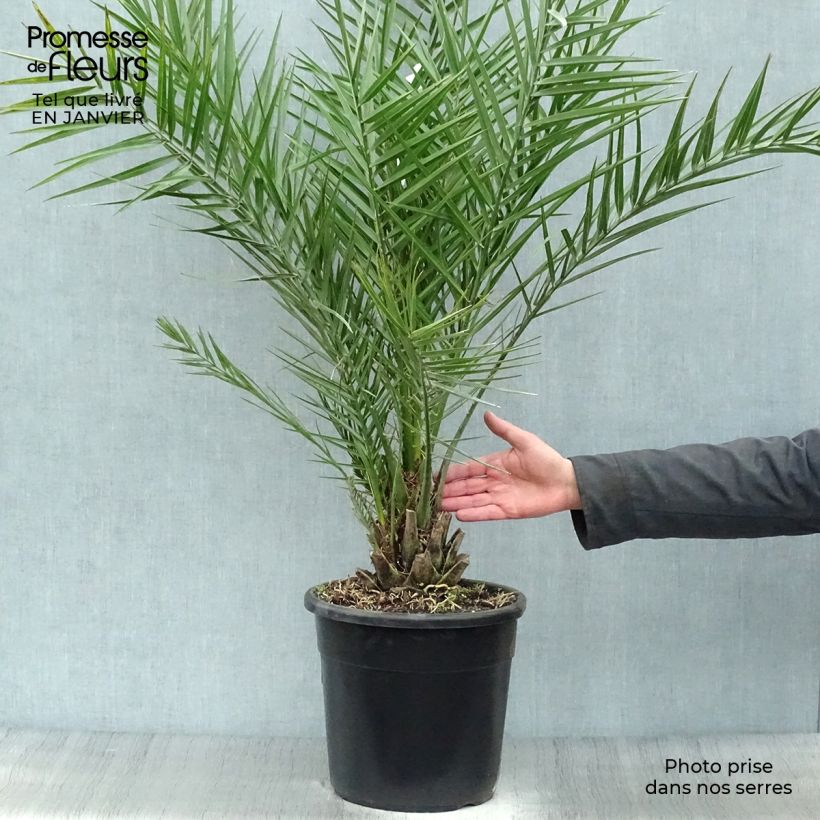 Phoenix dactylifera - Palmier-dattier en pot de 7.5L/10L sample as delivered in winter