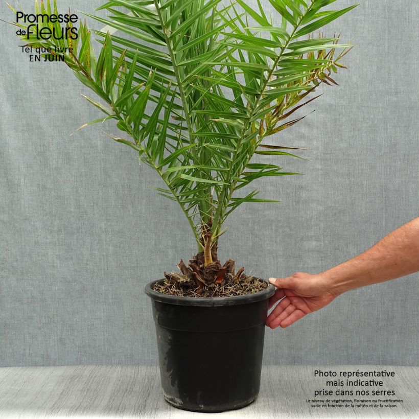 Example of Phoenix dactylifera - Date Palm as you get in ete