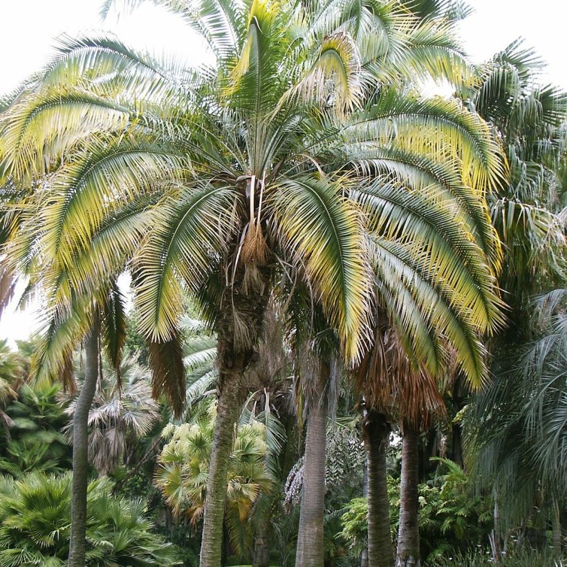 Phoenix roebelinii - Pygmy Date Palm (Plant habit)