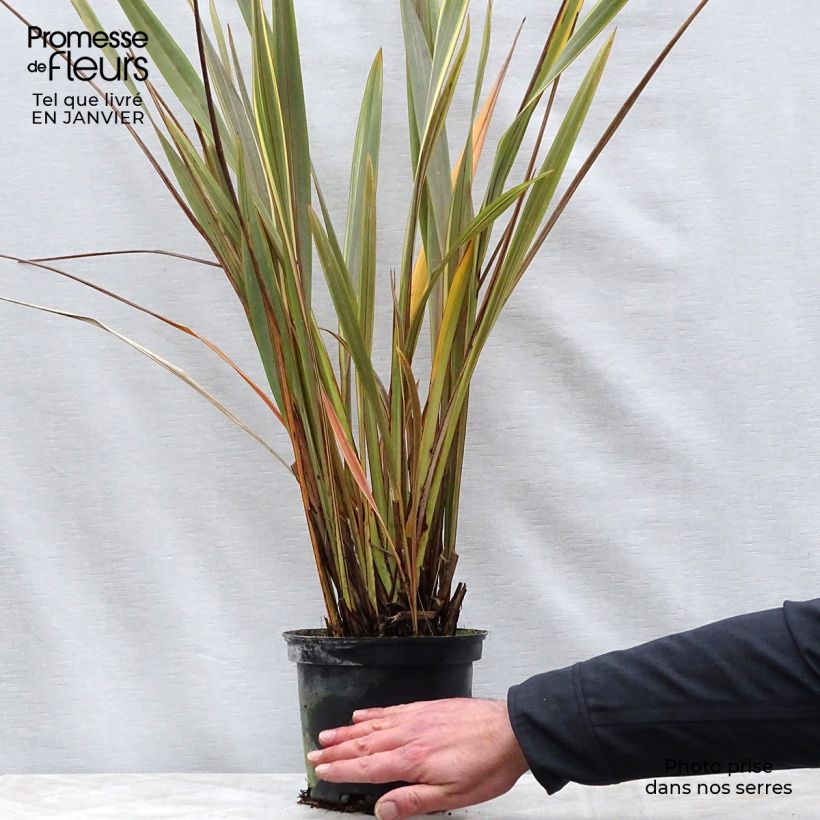 Phormium Alison Blackman - Lin de Nouvelle-Zélande Pot de 3L/4L sample as delivered in winter