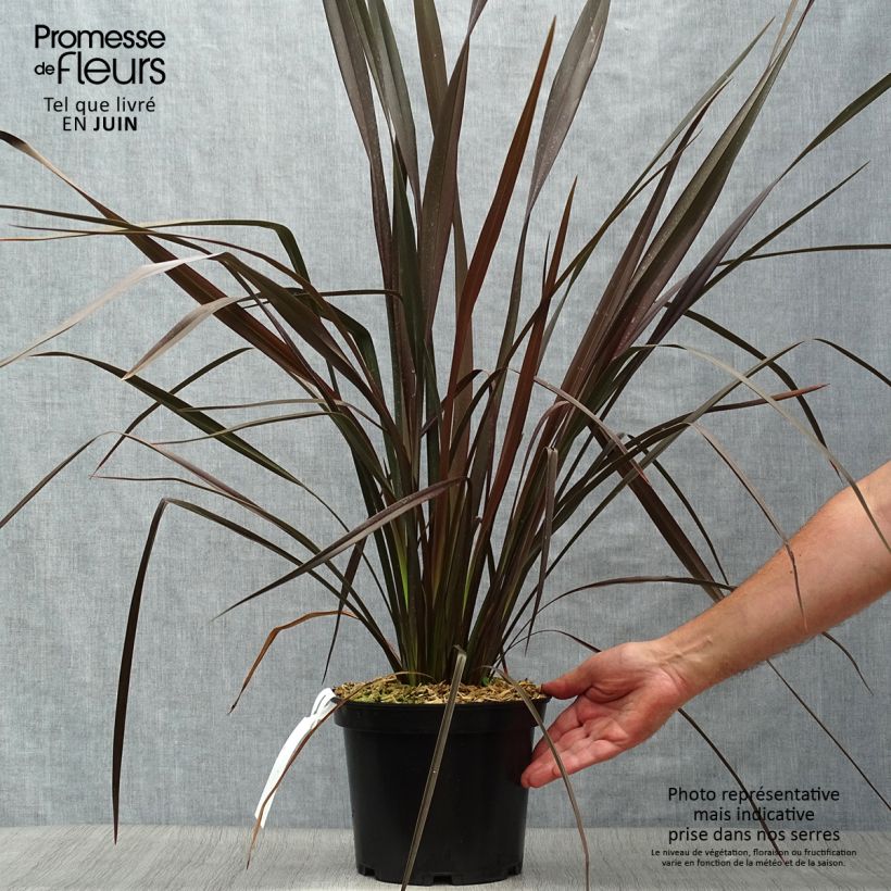 Phormium tenax Dark Delight - New Zealand Flax sample as delivered in summer