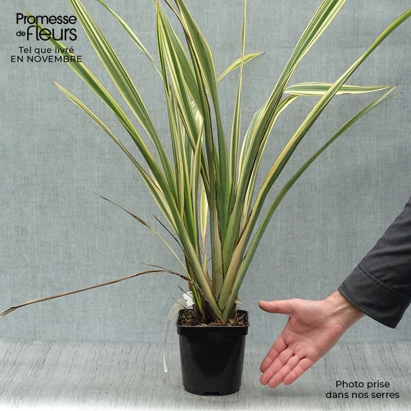 Phormium Golden Ray - Lin de Nouvelle-Zélande en pot de 2L/3L sample as delivered in autumn