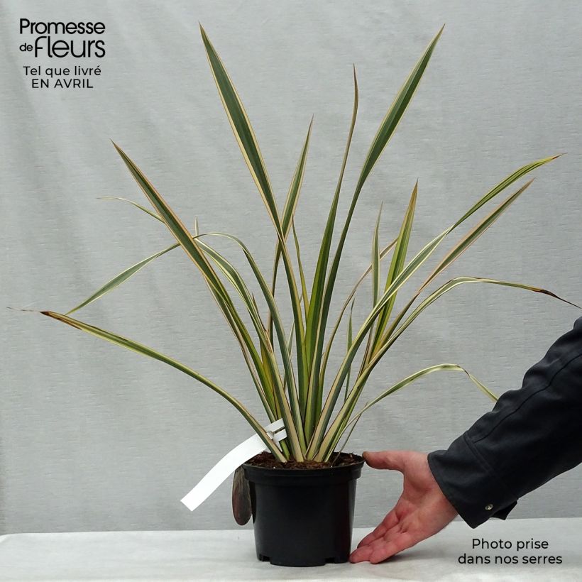 Phormium Golden Ray - New Zealand Flax sample as delivered in spring