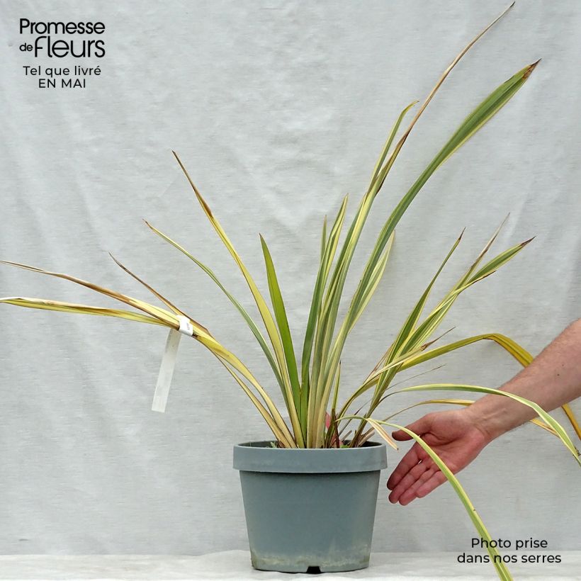 Phormium Golden Ray - New Zealand Flax sample as delivered in spring
