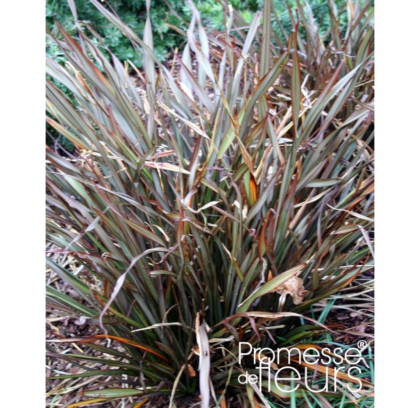 Phormium tenax Jack Spratt - New Zealand Flax (Plant habit)