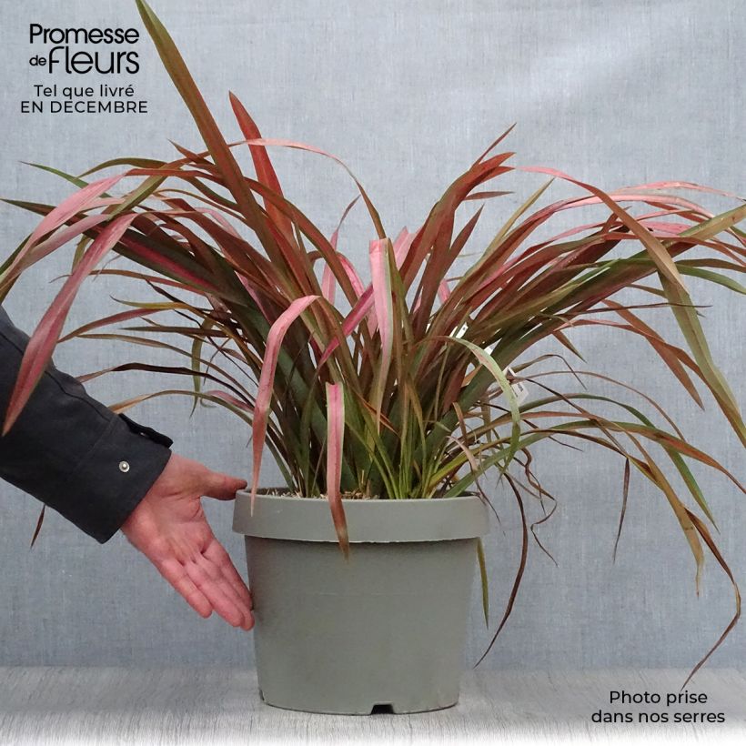 Phormium Jester - Lin de Nouvelle-Zélande en pot de 7,5L/10L sample as delivered in winter