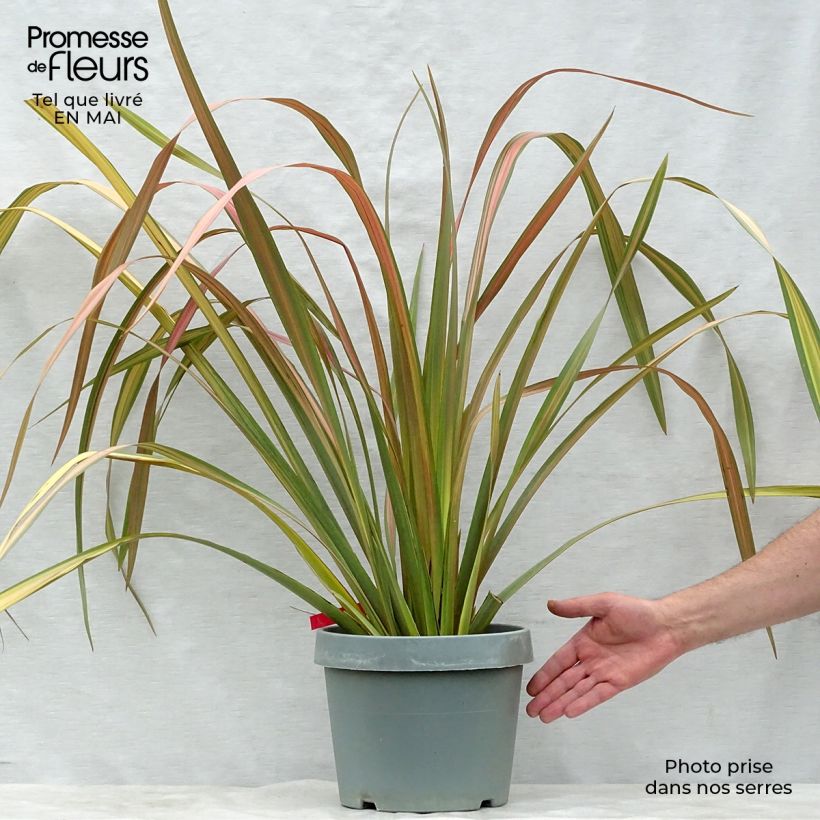 Phormium Jester - New Zealand Flax sample as delivered in spring