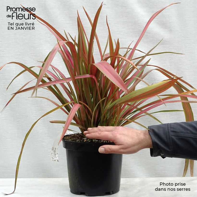 Phormium Jester - Lin de Nouvelle-Zélande en pot de 3L/4L sample as delivered in winter