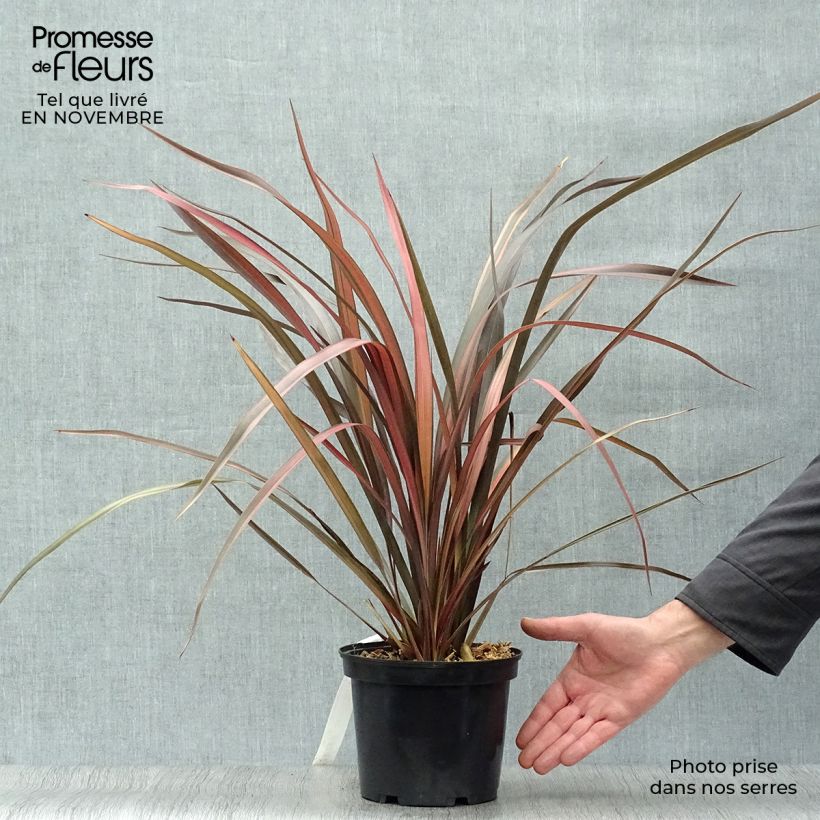 Phormium Pink Panther - Lin de Nouvelle-Zélande en pot de 2L/3L sample as delivered in autumn