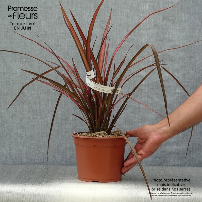 Phormium tenax Pink Panther - New Zealand Flax 2L/3L pot sample as delivered in summer
