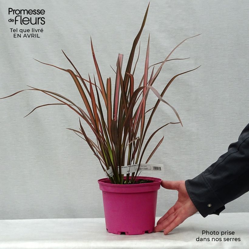 Phormium tenax Pink Panther - New Zealand Flax sample as delivered in spring