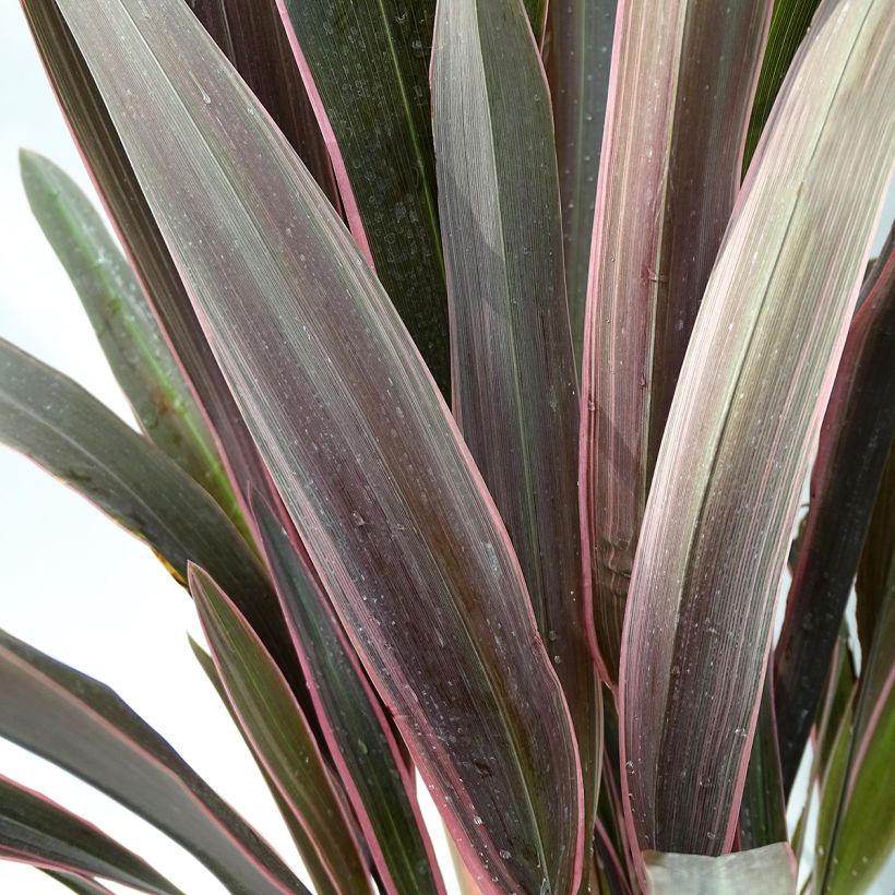 Phormium Pink Stripe - New Zealand Flax (Foliage)