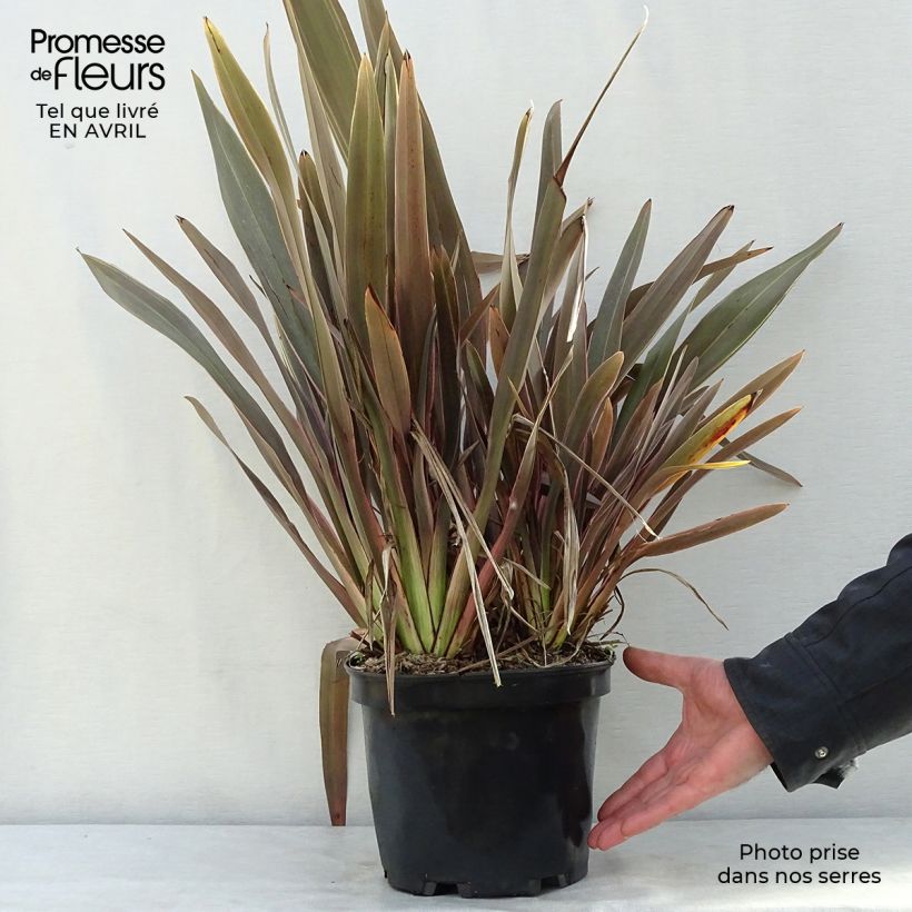 Phormium Pink Stripe - New Zealand Flax sample as delivered in spring