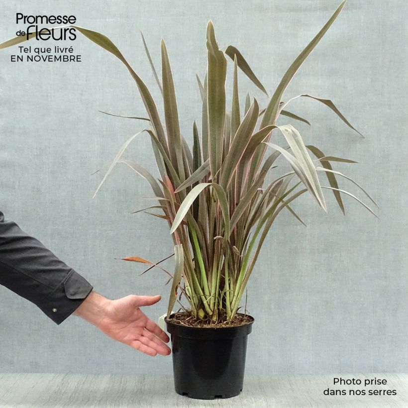 Phormium  Pink Stripe - Lin de Nouvelle-Zélande  Pot de 3L/4L sample as delivered in autumn