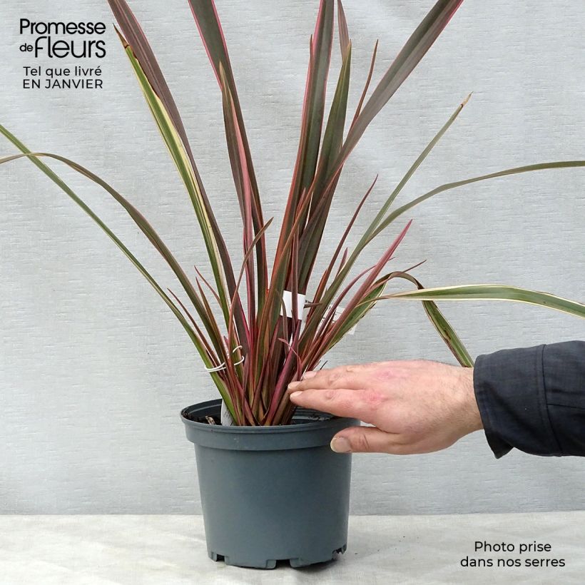 Phormium Rainbow Queen - Lin de Nouvelle-Zélande  sample as delivered in winter